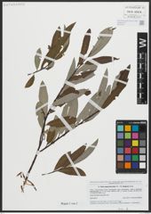 Foto von Salix appendiculata Vill. x Salix eleagnos Scop.